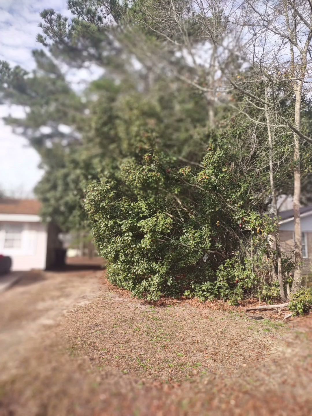 Shaped hedges